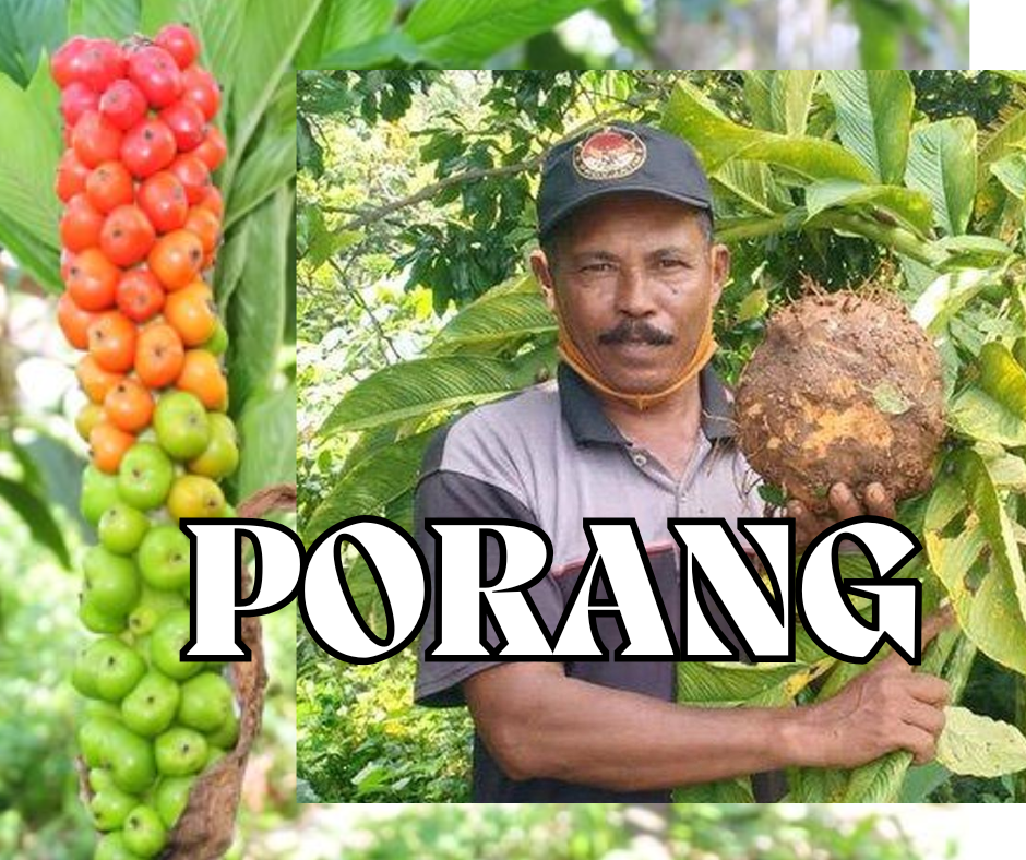 Porang: Tanaman Unggulan Indonesia yang Mendunia